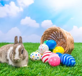 rabbit with easter eggs on green grass with blue sky