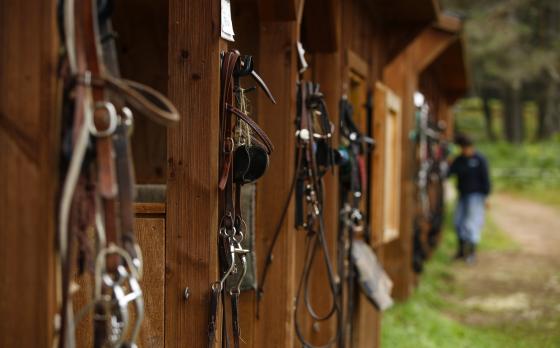 Outside of horse stalls with bridles hanging from hooks