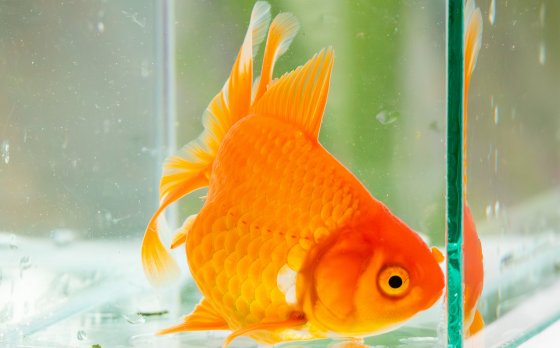 Goldfish up close in aquarium