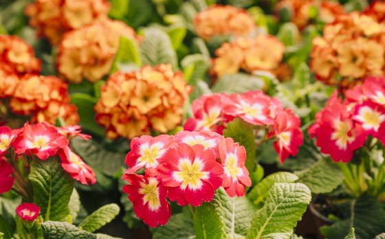 red and orange flowers 