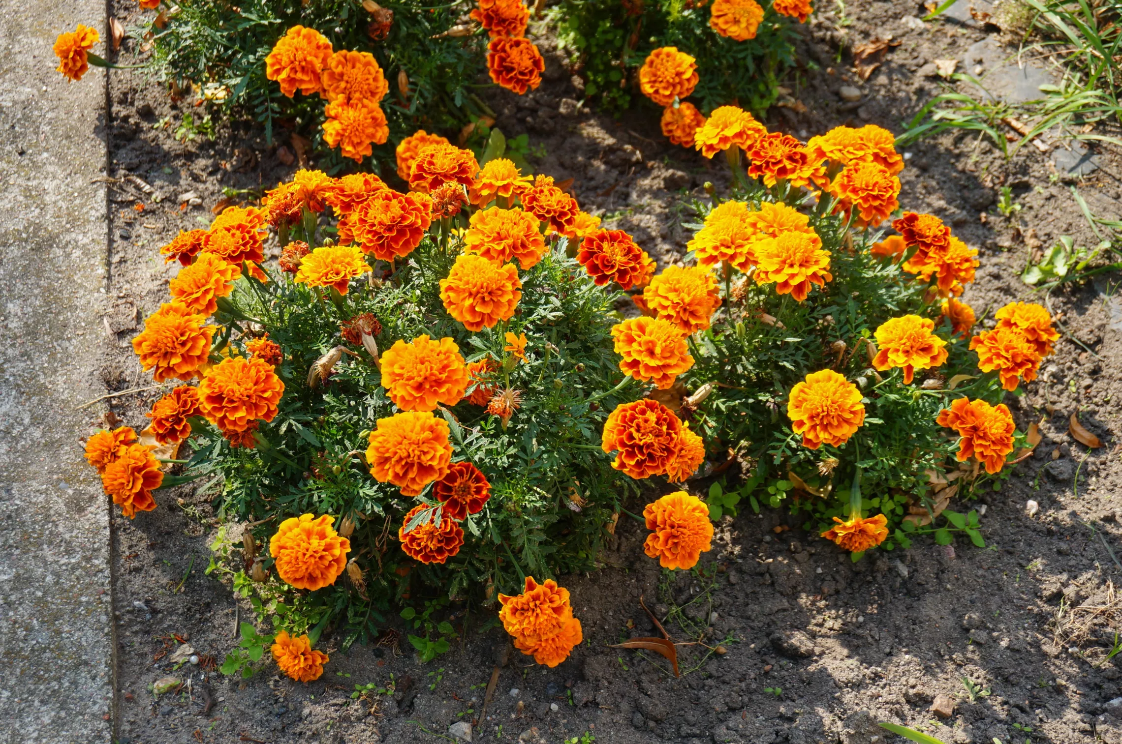 Thurston Road Flower Sale
