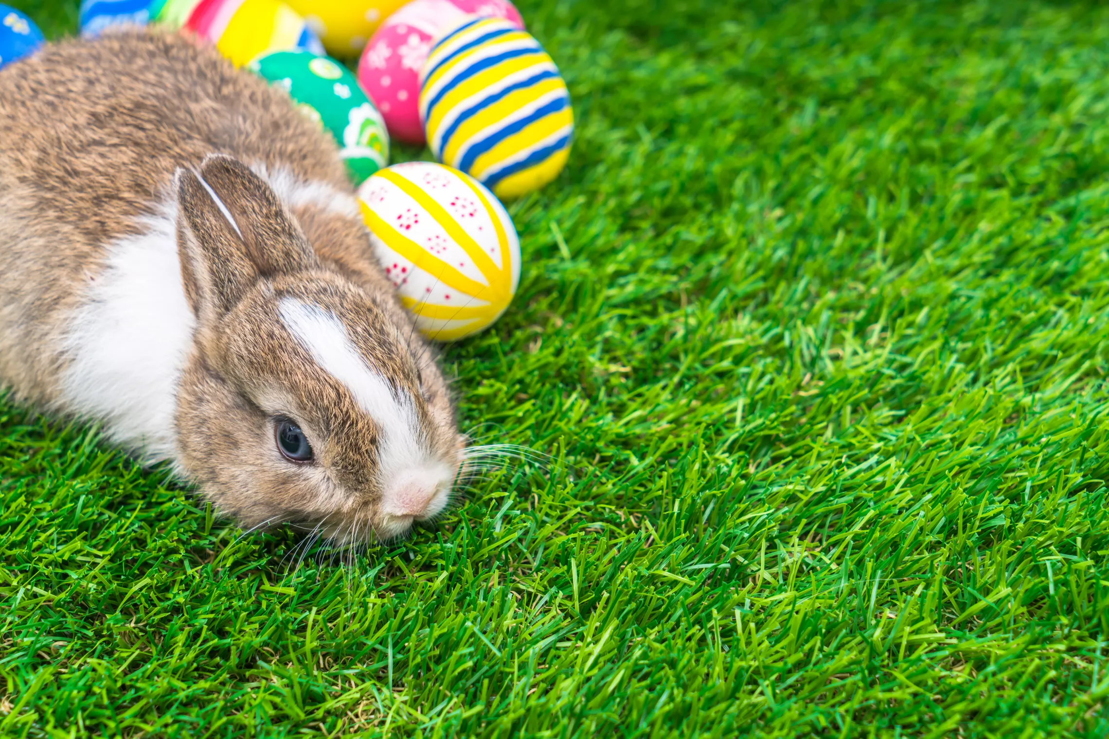 a bunny with painted eggs on grass