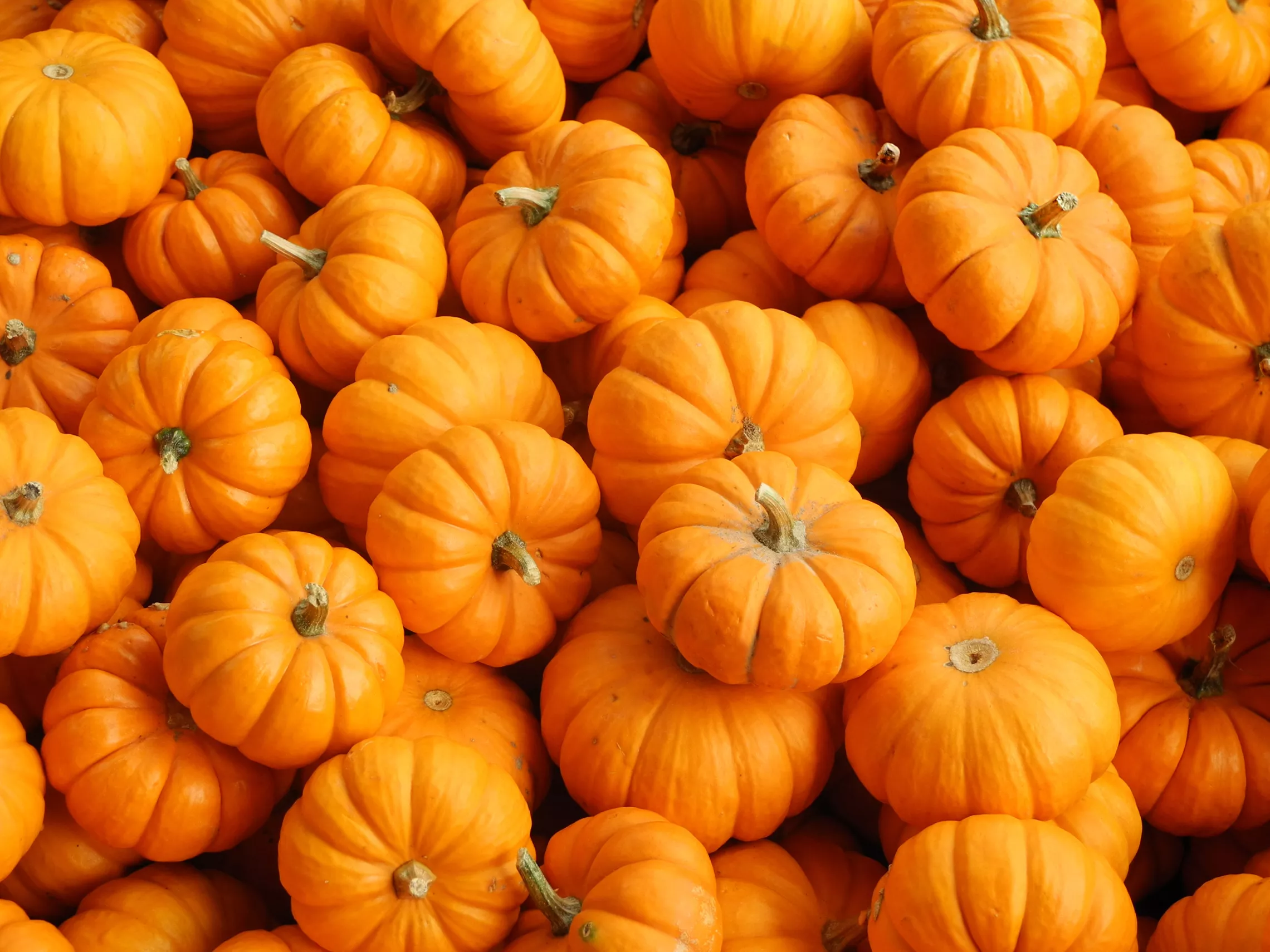 Bay View Fall Fest