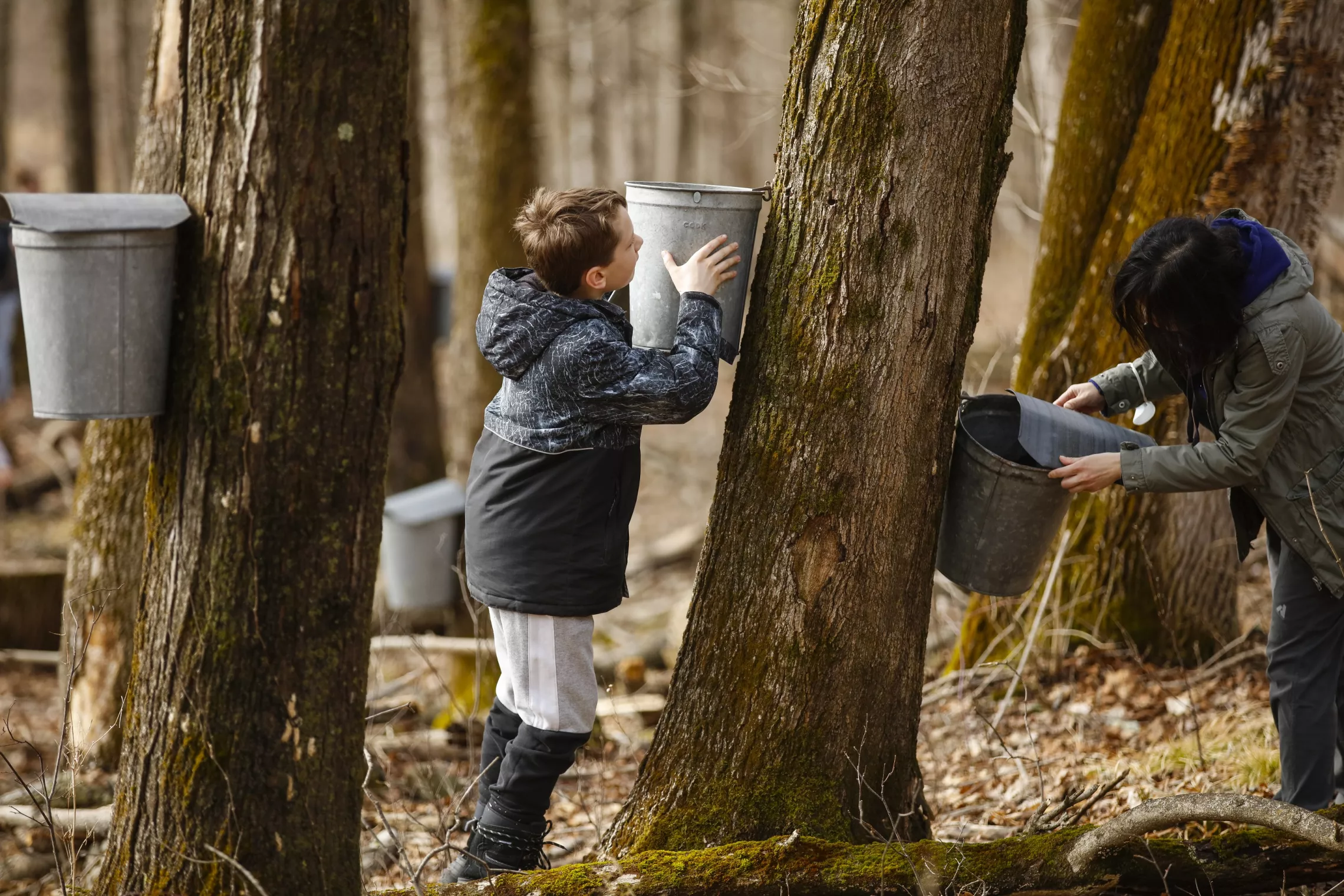 Maple Syrup Weekend