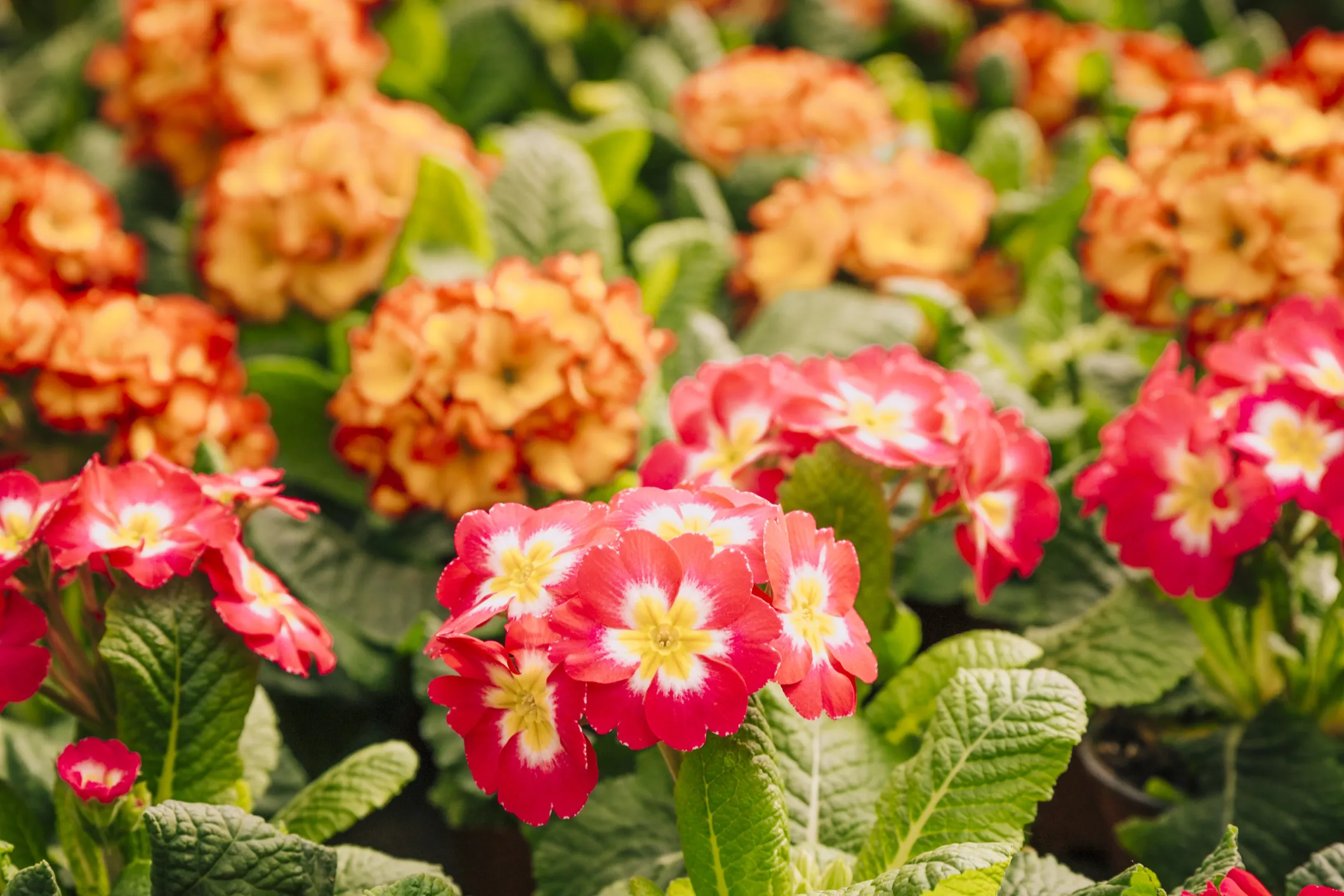 red and orange flowers
