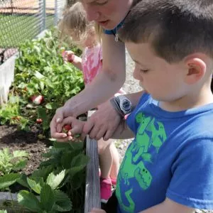 more_than_vegetables_flowers_growing_in_ymca_gardens_body_1.jpg