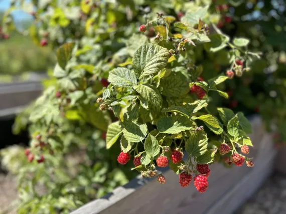 red raspberries on a vine