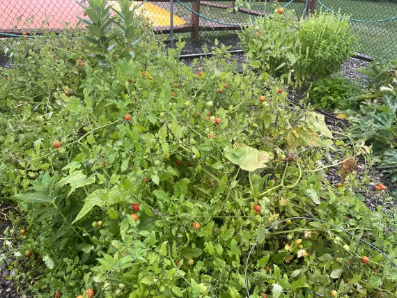 picture of leafy greens from garden