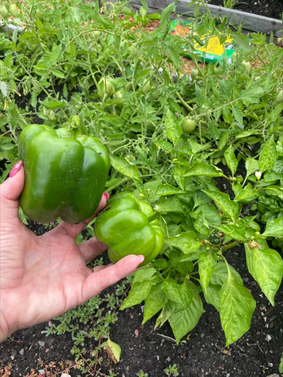 green peppers shown picked off the plants