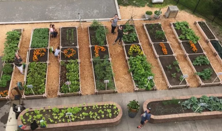 more_than_vegetables_flowers_growing_in_ymca_gardens_cover.jpg