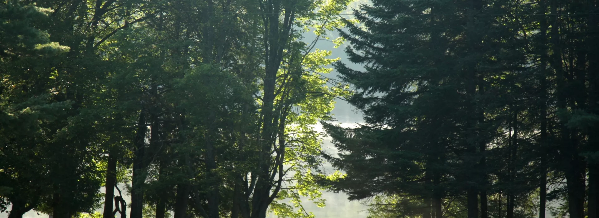 Photo of trees with kids walking horses