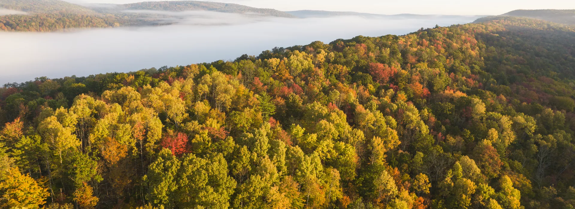 Watson Woods Landscape