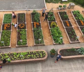 more_than_vegetables_flowers_growing_in_ymca_gardens_cover.jpg