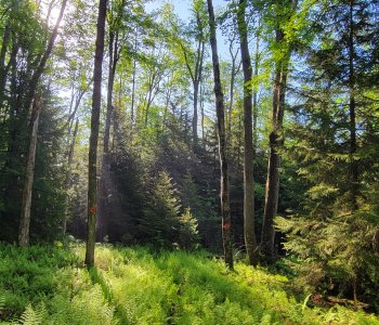 sun shines through the tall trees with ferns in at the bottom
